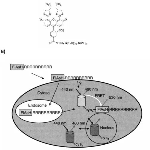 Figure 24 – A) Structure chimique de la fluorescéine modifiée FlAsH utilisée dans l’étude
