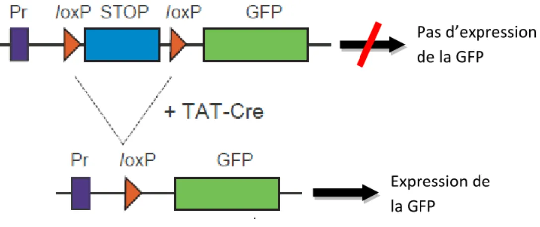 Figure 26  –  Régulation de l’expression du gène de la GFP sous l’action de la Cre-recombinase  (Source : Réf