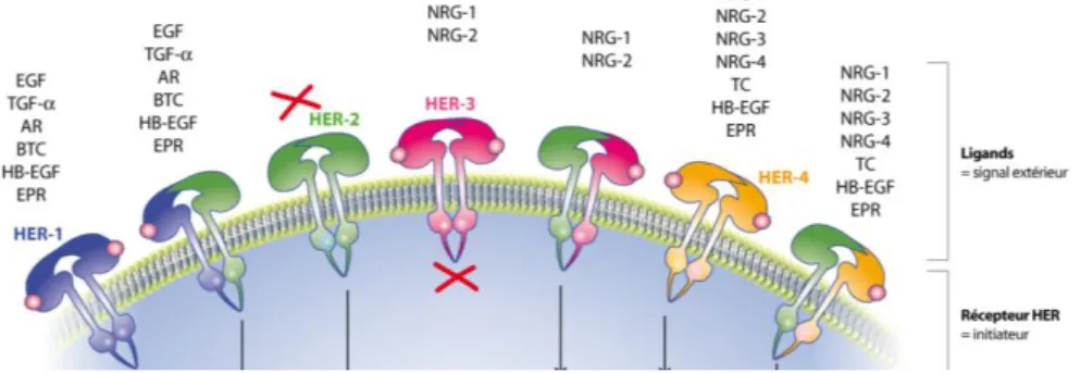 Figure 1 - Les récepteurs à activité tyrosine kinase de la famille des HER (17) 