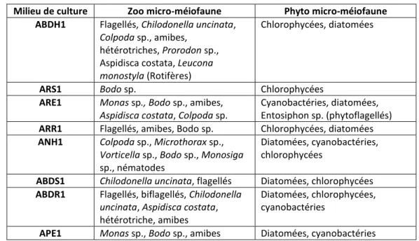 Tableau 2 : Tableau récapitulatif des individus les plus souvent rencontrés dans les différents milieux de culture  Milieu de culture  Zoo micro-méiofaune  Phyto micro-méiofaune 