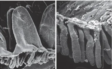 Figure I-2 : Structure de l'intestin grêle (A) et du côlon (B) humain pris en microscopie électronique à balayage (Baker, 2004) 