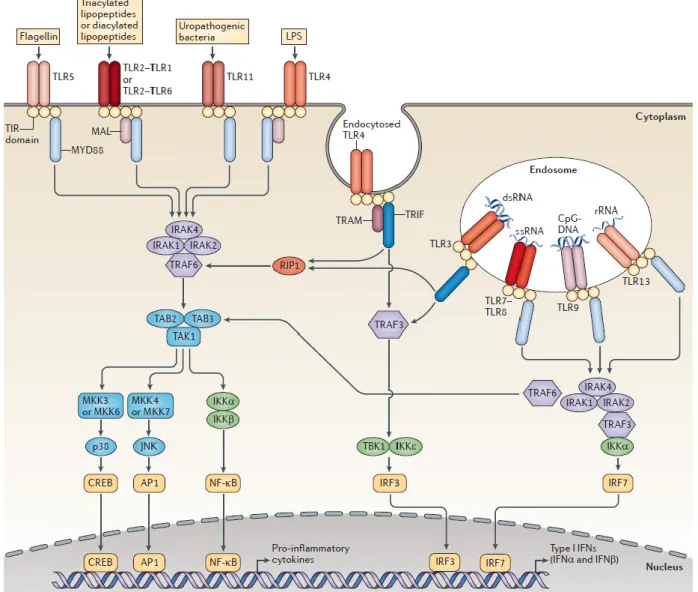 Figure  III-1  :  Structure  d'un TLR,  ici  TLR4 avec  un  domaine  extracellulaire  LRR    et  un  domaine  cytoplasmique TIR