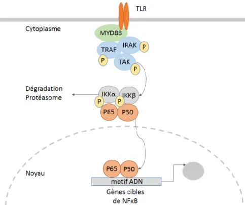 Figure III-3 : Schéma illustrant le mécanisme d'activation de la voie classique de NFκB suite à l’activation d’un TLR 
