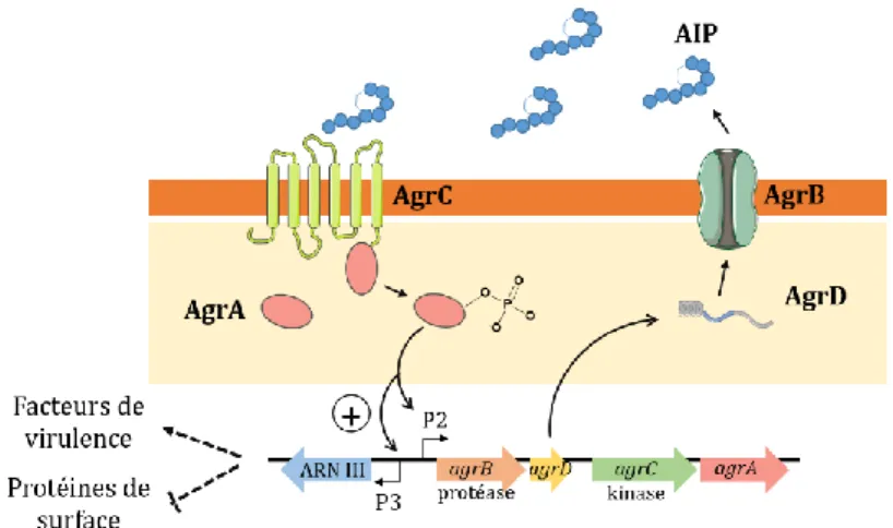 Figure I. 17. Molécules répertoriées pour une activité QQ sur S. aureus. 