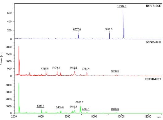 Figure IV. 6. Empreintes protéiques des trois souches du genre Caballeronia (BSNB-0617, -0616 et -0619)