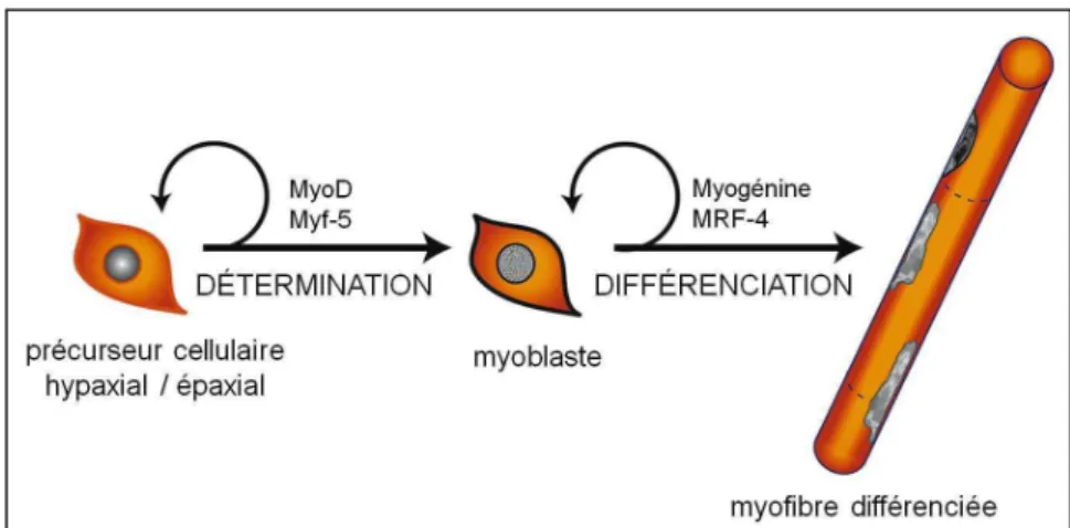 Figure 2 : Rôle des différents facteurs dans la myogénèse des cellules musculaires  
