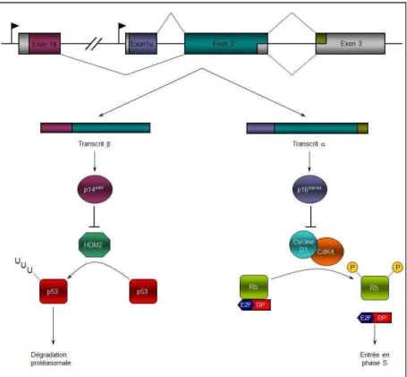 Figure 12 : Schéma du locus du gène CDKN2A (9q21), de ces produits et de leur implication dans la régulation du cycle cellulaire