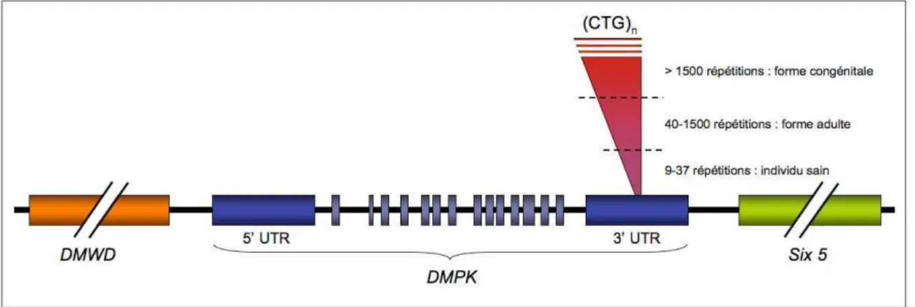 Figure 19 : Schéma du locus du gène de la DMPK (19q13.2-3) et de la mutation conduisant à la DM1
