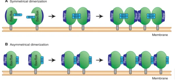 Figure 4 : Modèles de formation des dimères de BAX et BAK 