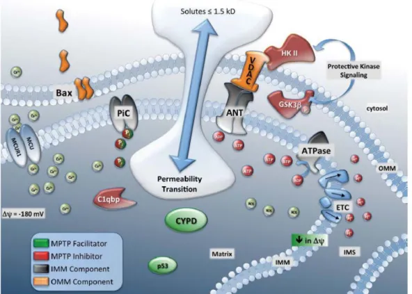 Figure 5 : Régulateurs du mPTP 