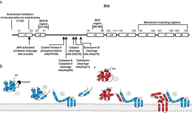 Figure 7 : Structure de BID et interaction avec BAX 