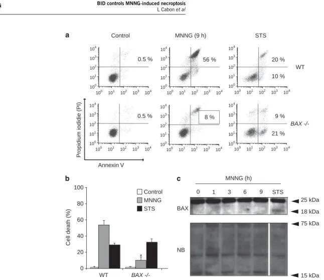 Figure 2 The activation of BAX is a key step in necroptosis. (a) WT and BAX !/! MEFs were untreated (control) or treated with MNNG (9 h) or STS, labeled with Annexin V and PI, and analyzed by flow cytometry