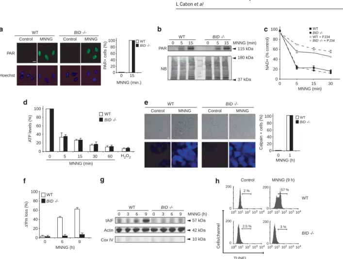 Figure 5 BID acts downstream of PARP-1 and calpains but upstream of BAX activation, mitochondrial damage, tAIF release, and DNA degradation in MNNG-induced PCD