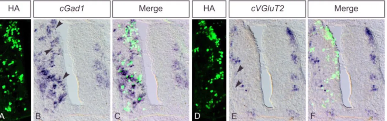 Figure  25|  Gata2  induit  la  différenciation  de  neurones  GABAergiques  aux  dépens  des  neurones  glutamatergiques