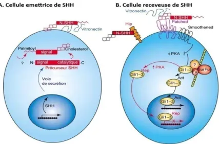 Figure  16|  Le  gradient  Sonic  Hedgehog  module  l’expression  des  formes  activateurs  et  répresseurs  des  protéines Glis et se traduit par l’émergence de types cellulaires distincts