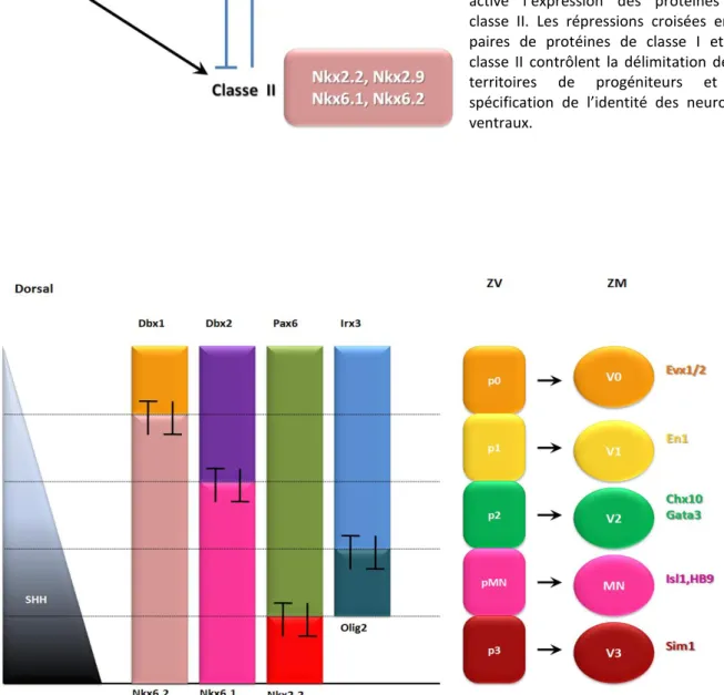 Figure  17|  Schéma  résumant  les 