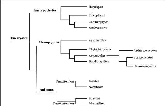 Figure 5 : Classification des champignons au sein des eucaryotes. Seuls les phyla représentatifs sont indiqués