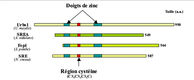 Figure 6 : Représentation schématique des facteurs de transcription GATA fer-dépendants des champignons