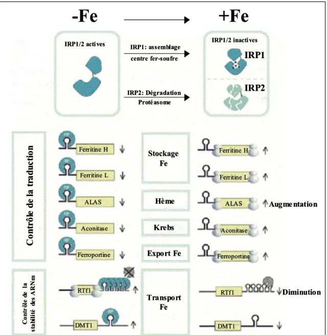 Figure 8 : Régulation post-transcriptionnelle des gènes du métabolisme du fer par IRP1/IRP2.
