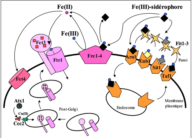 Figure 9: Schéma récapitulatif des systèmes de transport du fer extracellulaire chez S