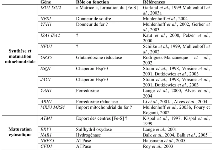 Tableau 2 : Liste des gènes dont les produits sont impliqués dans la synthèse et la maturation des centres  [Fe-S] chez S