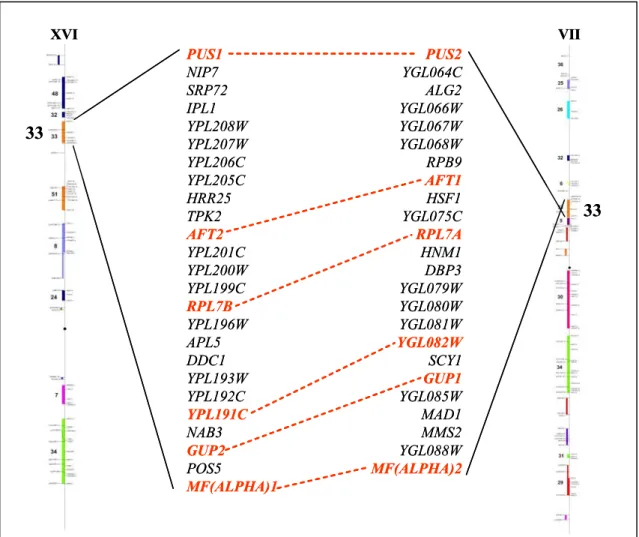Figure 13 : Localisation d’AFT1 et d’AFT2 dans des régions chromosomiques dupliquées. 