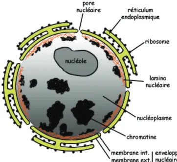 Figure 2 : Structure du noyau cellulaire. 