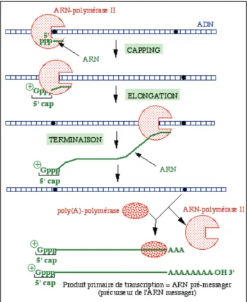 Figure 6 : Premières étapes de la maturation des ARN pré-messagers : coiffe et  polyadénylation