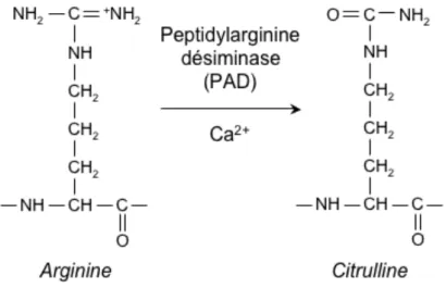 Figure  17 :  Réaction  de  déimination  d’une  arginine  en  citrulline  par  l’intermédiaire  d’une  peptidylarginine déiminase