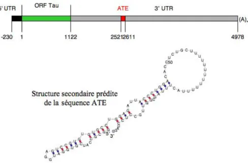 Figure  23 :  Séquence  de  l’ARN  messager  Tau  –  Localisation  et  structure  secondaire  prédite  de la séquence ATE (« Axonal Targeting Element »)
