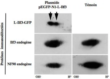 Figure    34   :    Analyse    de    l’hétérogénéité    des    protéines    Ilf3    et    NF90    endogènes    ou    surexprimées