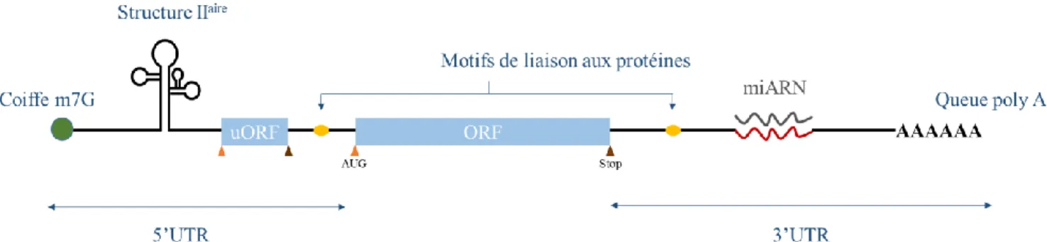 Figure 2 : Structure de l’ARNm mature. L’ARNm eucaryote porte une coiffe en 5’, la région  5'UTR, le cadre ouvert de lecture ou ORF, la région 3’UTR et souvent une queue poly(A) en 3'