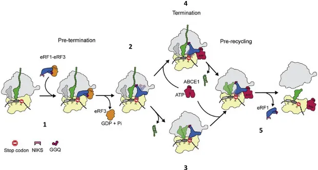 Figure 9 : Terminaison de la traduction et recyclage des ribosomes chez les eucaryotes