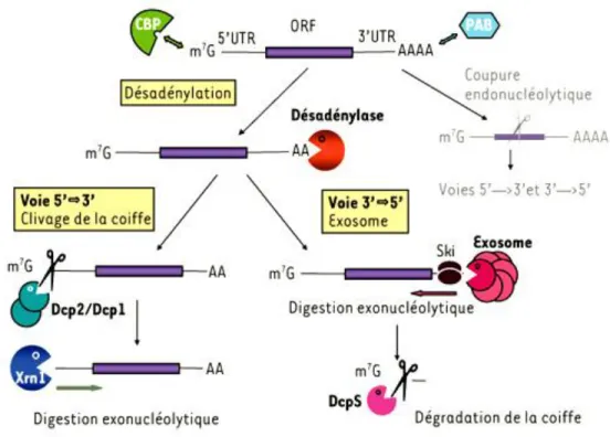 Figure  11  :  Les  principales  voies  cytoplasmiques  de  dégradation  des  ARNm  normaux