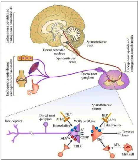Figure  3  :  Voie  de  signalisation  d’opioïdes  endogènes  :  schéma  du  mécanisme  d’action  et  du  métabolisme  des  enképhalines