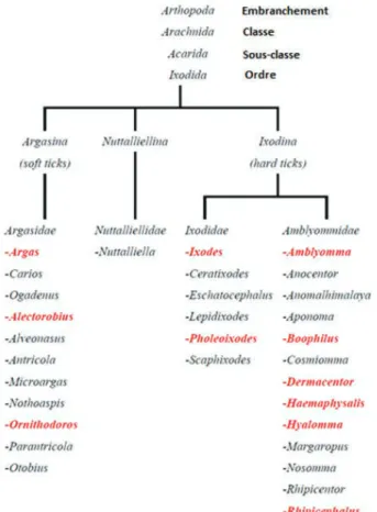 Figure  19  :  Classification des tiques (de Camicas J, et al., 1998). Les genres indiqués en rouge correspondent  aux espèces impliquées dans la transmission de pathogènes