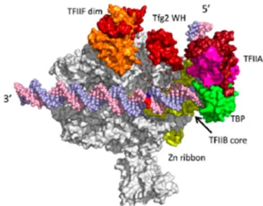 Figure 3 : Modèle de la structure du PIC  (Hahn,2004, Nature Structural and molecular biology) 