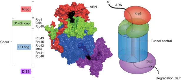 Figure 12 : Structure de l'exosome nucléaire (Adaptée de Kilchert et al, 2016) 