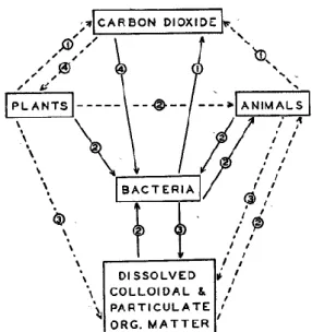 Figure 1-2: Le cycle du carbone dans la mer, selon ZoBell (1946) 