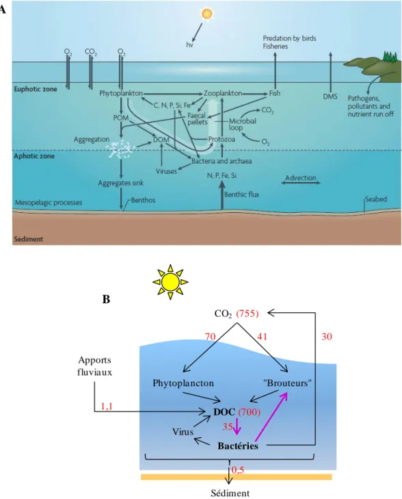 Figure 1-3 : Le rôle des bactéries dans le cycle du carbone océanique 
