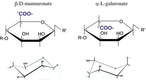 Figure 1-10 : Structure et conformation des constituants monosaccharidiques de l'alginate