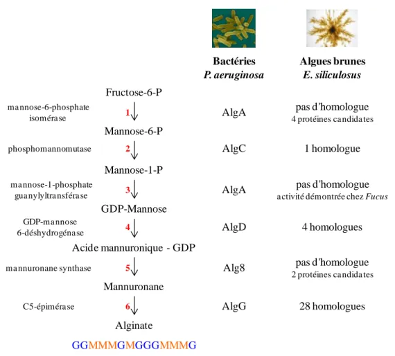 Figure 1-12 : La voie de biosynthèse de l'alginate chez les bactéries (Pseudomonas aeruginosa) et les  algues brunes (Ectocarpus siliculosus) 