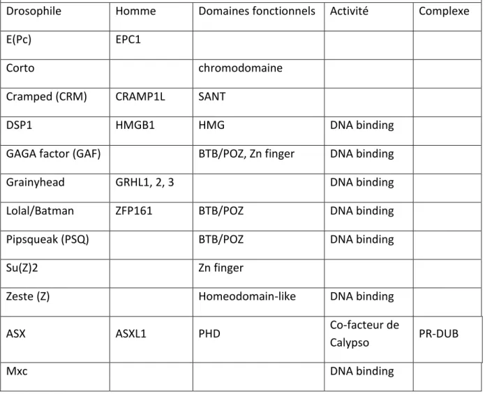 Tableau 3 : Caractéristiques des principales protéines ETP chez la drosophile et l’homme  Drosophile  Homme  Domaines fonctionnels  Activité  Complexe 