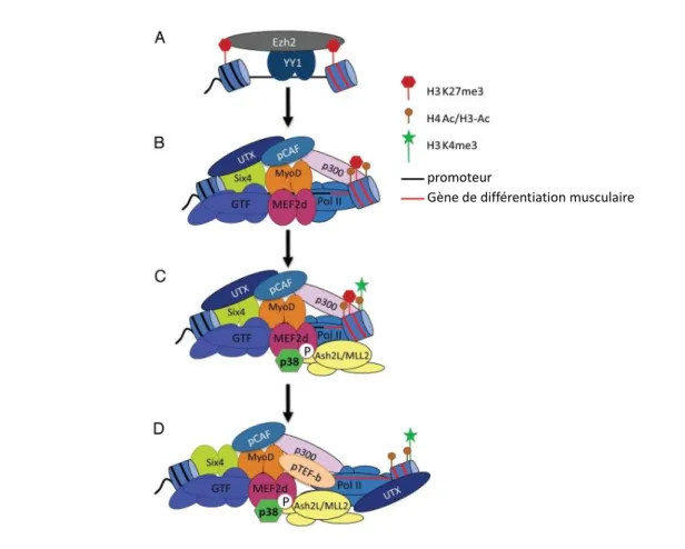 Figure 8 : Modèle de l’activation des gènes de la différenciation myogénique par la MAPK  p38 