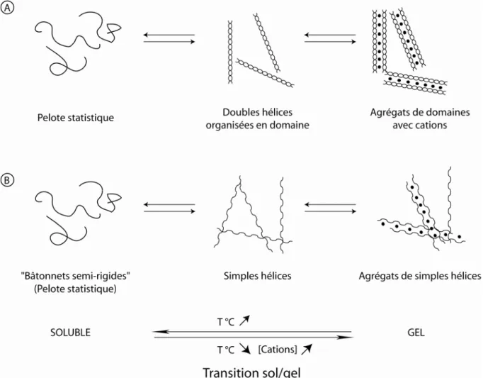 Figure 10 : Théories de la transition sol/gel du κ-carraghénane en présence d’ions K + 