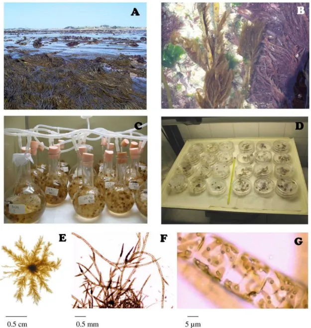 Figure  3.  Macroscopic  and  microscopic  images  of  E.  siliculosus .  (A-B)  Ectocarpus   in  the  field (pictures A.R.)