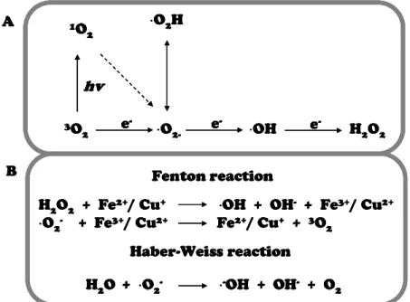 Figure  8.  Non-enzymatic  ROS  production  reactions.  (A)  Formation  of  different  reactive  oxygen species from molecular (triplet) oxygen (B) Chemical reactions involved in hydroxyl  radical generation