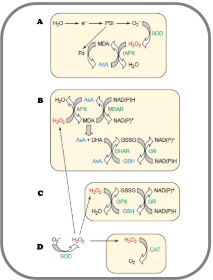 Figure 11. Pathways for reactive oxygen species (ROS) scavenging in plants. (A) The water–