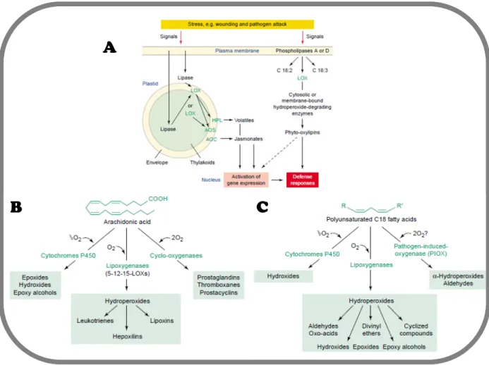Figure 12. (A) Signaling pathways of plant oxylipins. Key signals that trigger the liberation  of  unsaturated  fatty  acids  are  poorly  defined  but  might  include  ion  fluxes,  active  oxygen  species,  protein  phosphorylation  cascades,  plant  hor