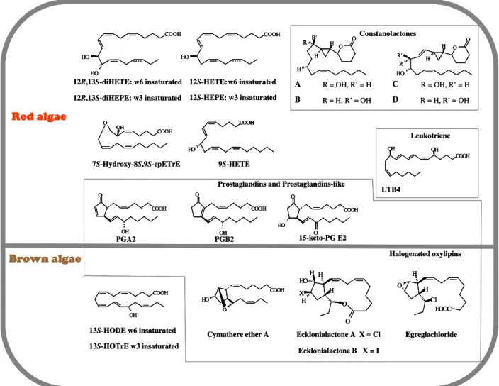 Figure  13.  Summary  of  oxylipins  from  brown  and  red  algae  presenting  original  structures  and/or  special  interest